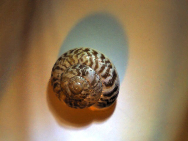 Marmorana (Murella) muralis (O.F. Müller, 1774)
